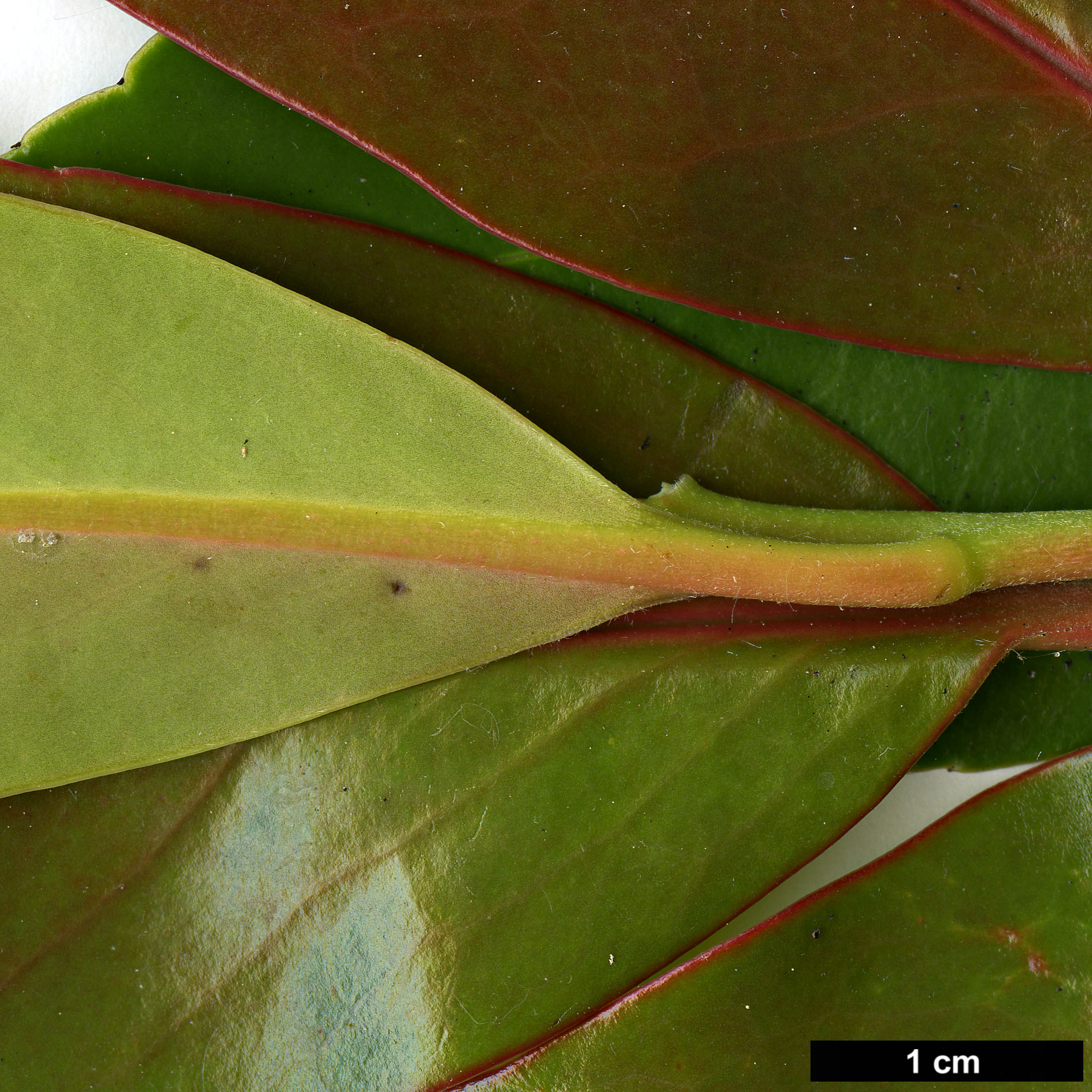 High resolution image: Family: Theaceae - Genus: Polyspora - Taxon: axillaris